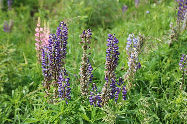 Free Flower Purple photo and picture
