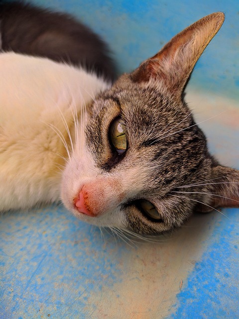Free Cat Feline photo and picture