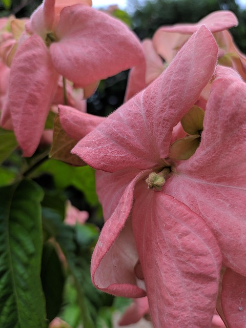 Free Flower Flowers photo and picture