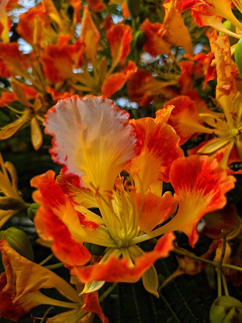 Free Flower Spring photo and picture