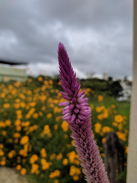 Free Flower Naturea photo and picture