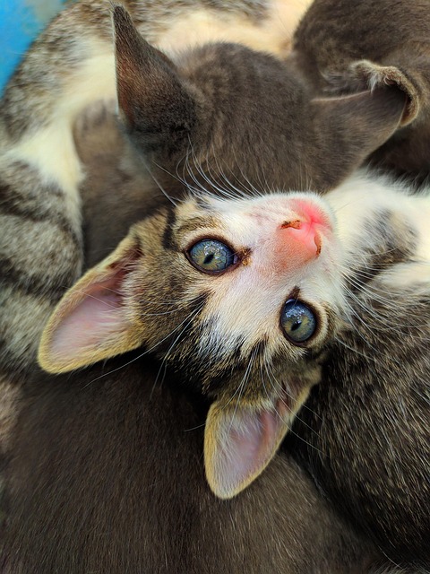 Free Puppy Cat photo and picture