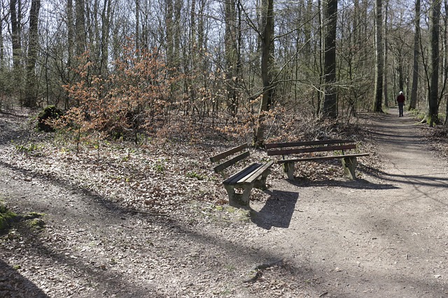 Free Bench Forest photo and picture