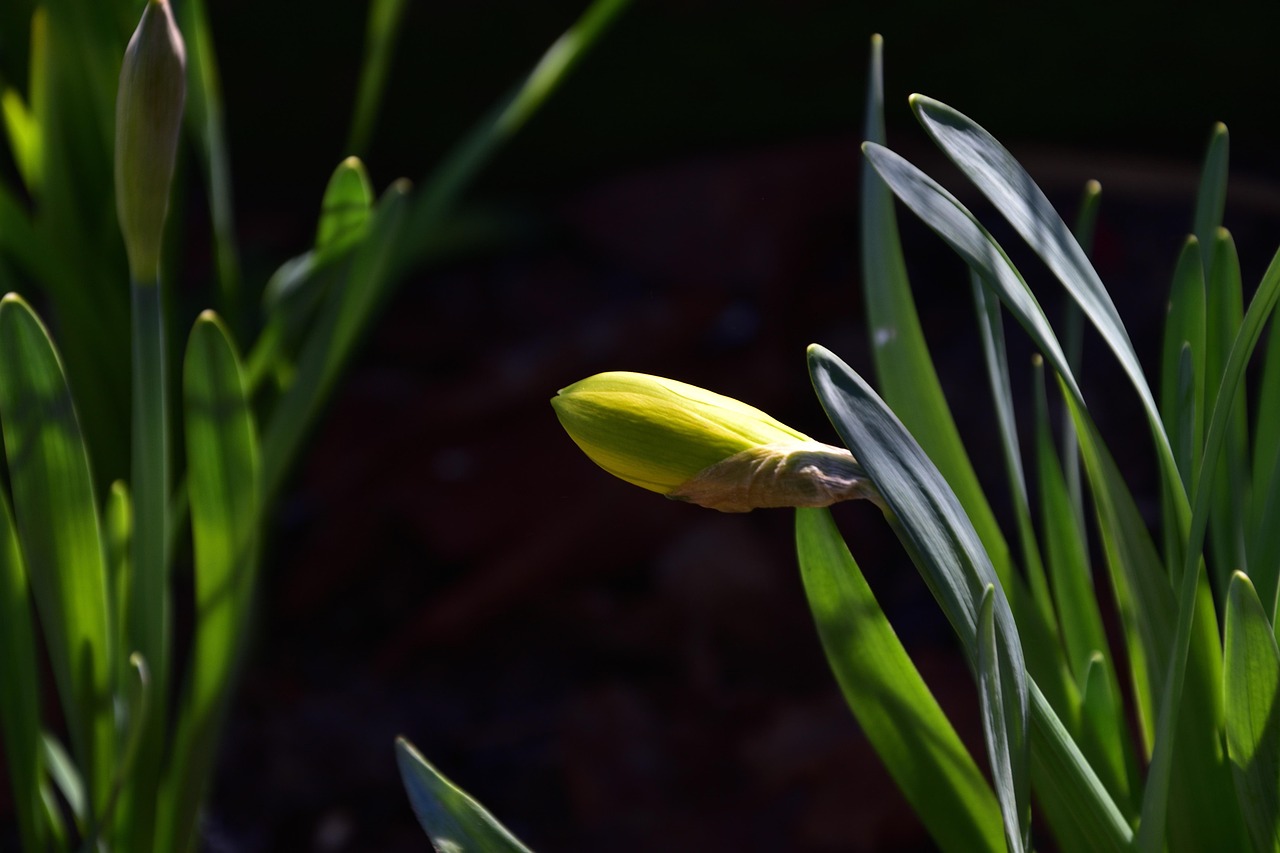 Spring Bourgeon Le Printemps Bourgeon Usine - Photo gratuite sur Pixabay - Pixabay