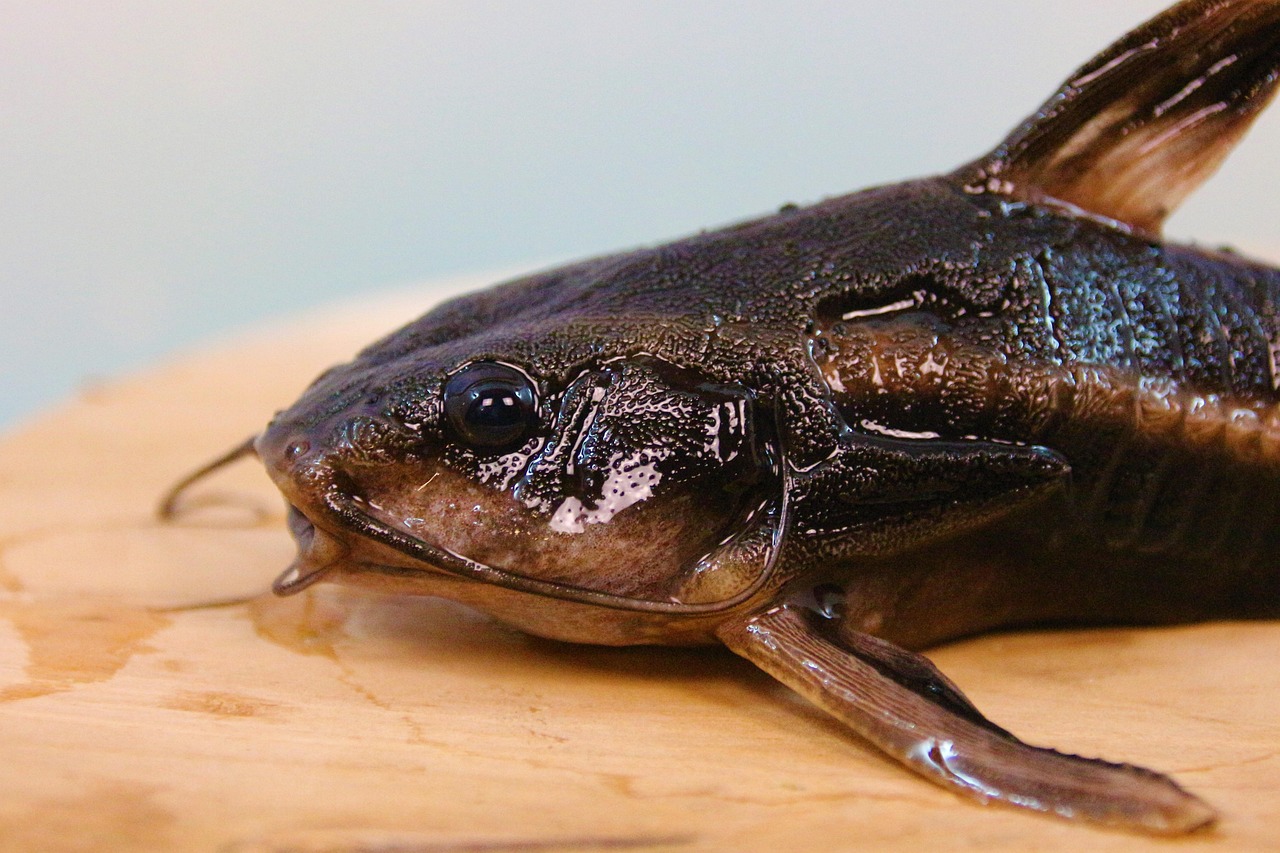 Ikan Oxydoras Niger, Si Ikan Lele Berduri