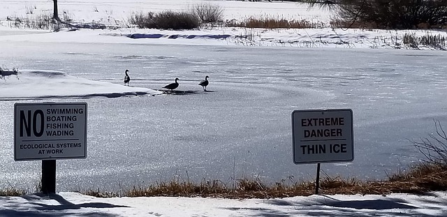 Free Canada Goose Frozen Pond photo and picture