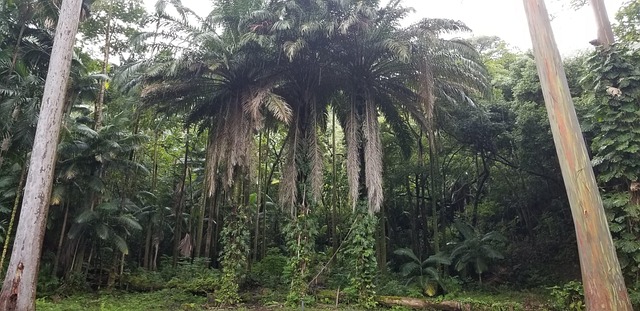 Free Maui Rain Forest photo and picture