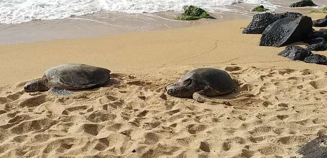 Free Sea Turtle Maui photo and picture