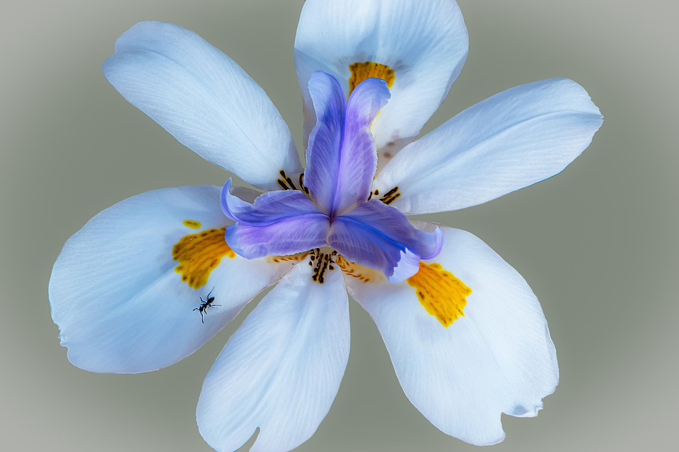 Just Flower Gentle Blossom Free photo on Pixabay Pixabay