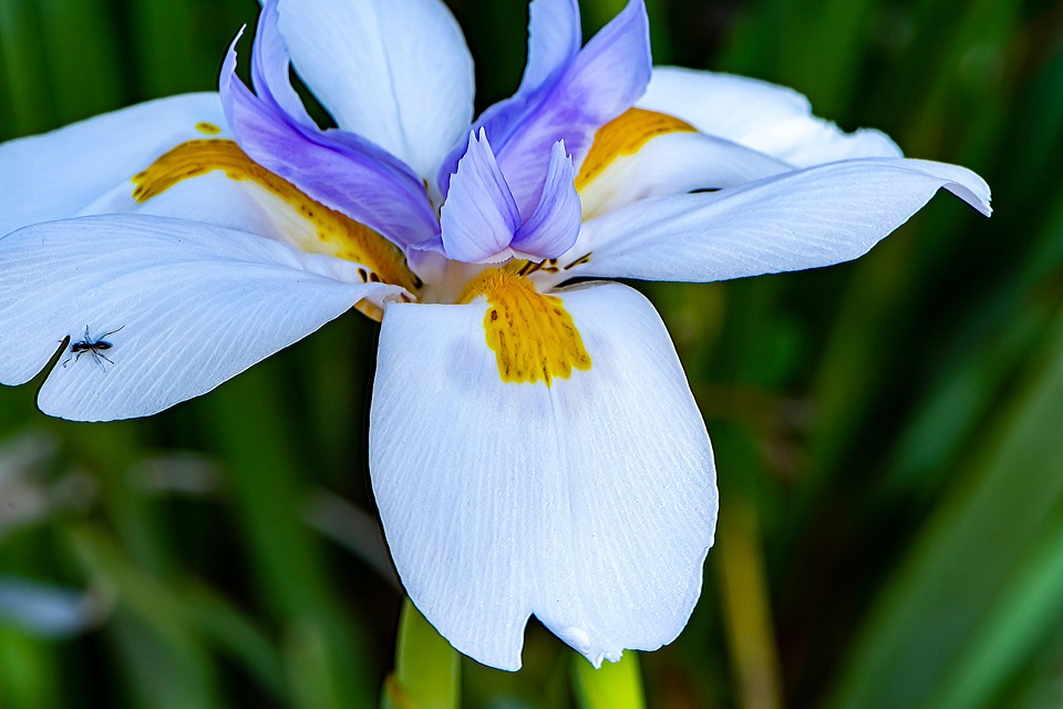 Just Flower Gentle Blossom Free photo on Pixabay Pixabay
