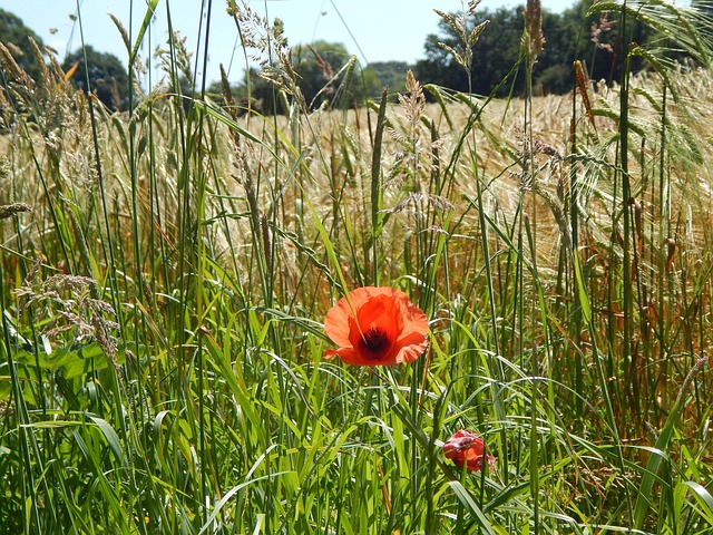 Free Poppies Uk photo and picture