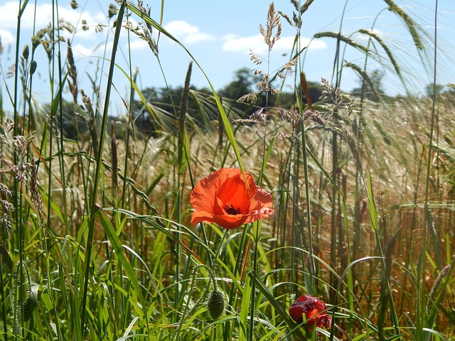 Free Poppies Uk photo and picture