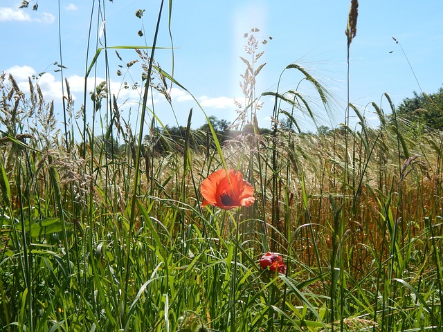 Free Poppies Uk photo and picture