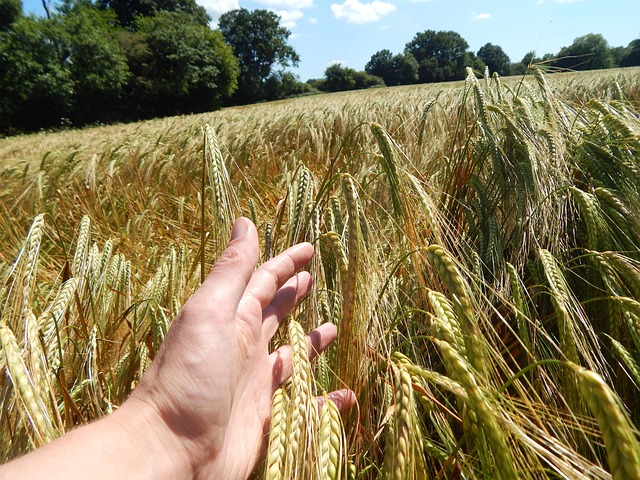 Free Field Summer photo and picture