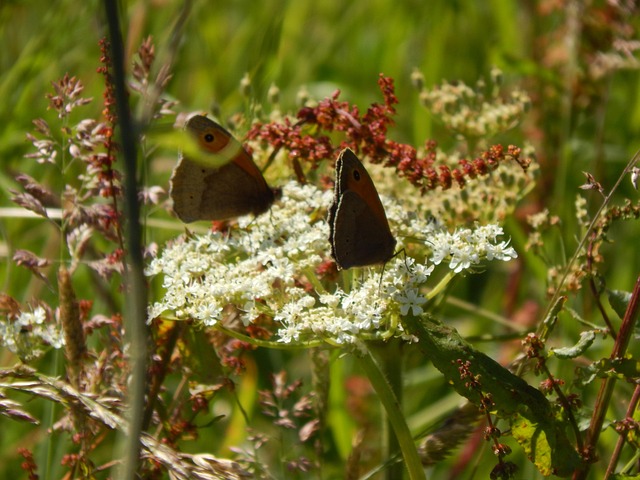 Free Butterflies Cowslip photo and picture