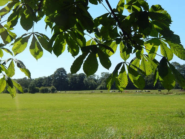 Free Leaves Trees photo and picture