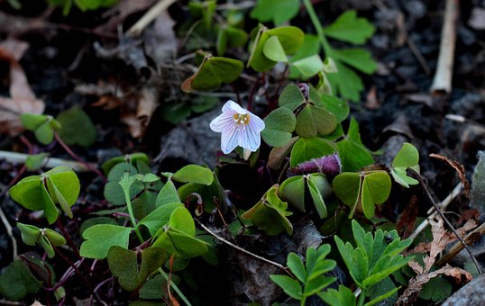 10 Free Oxalis Acetosella Wood Sorrel Photos Pixabay