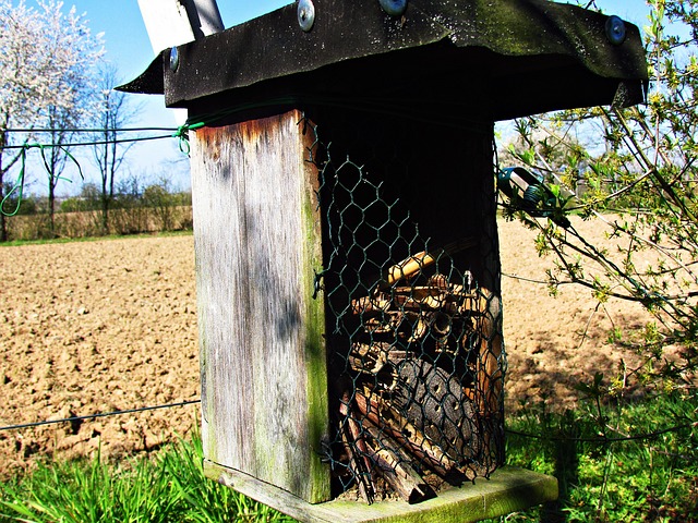 Cottage Insect Cottage Insectes Insecte - Photo gratuite sur Pixabay - Pixabay