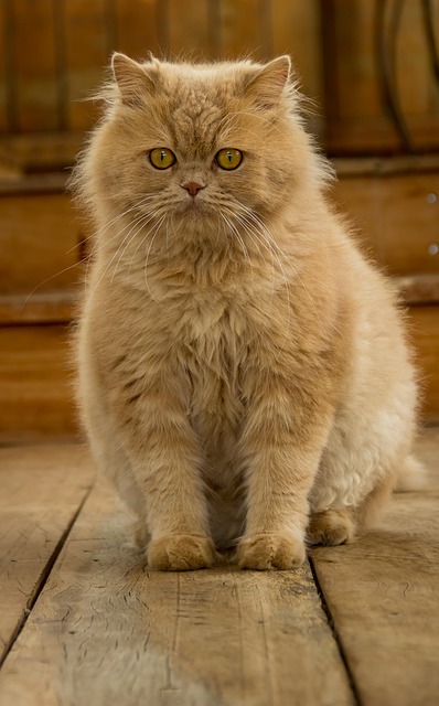 Free Cat Pet photo and picture