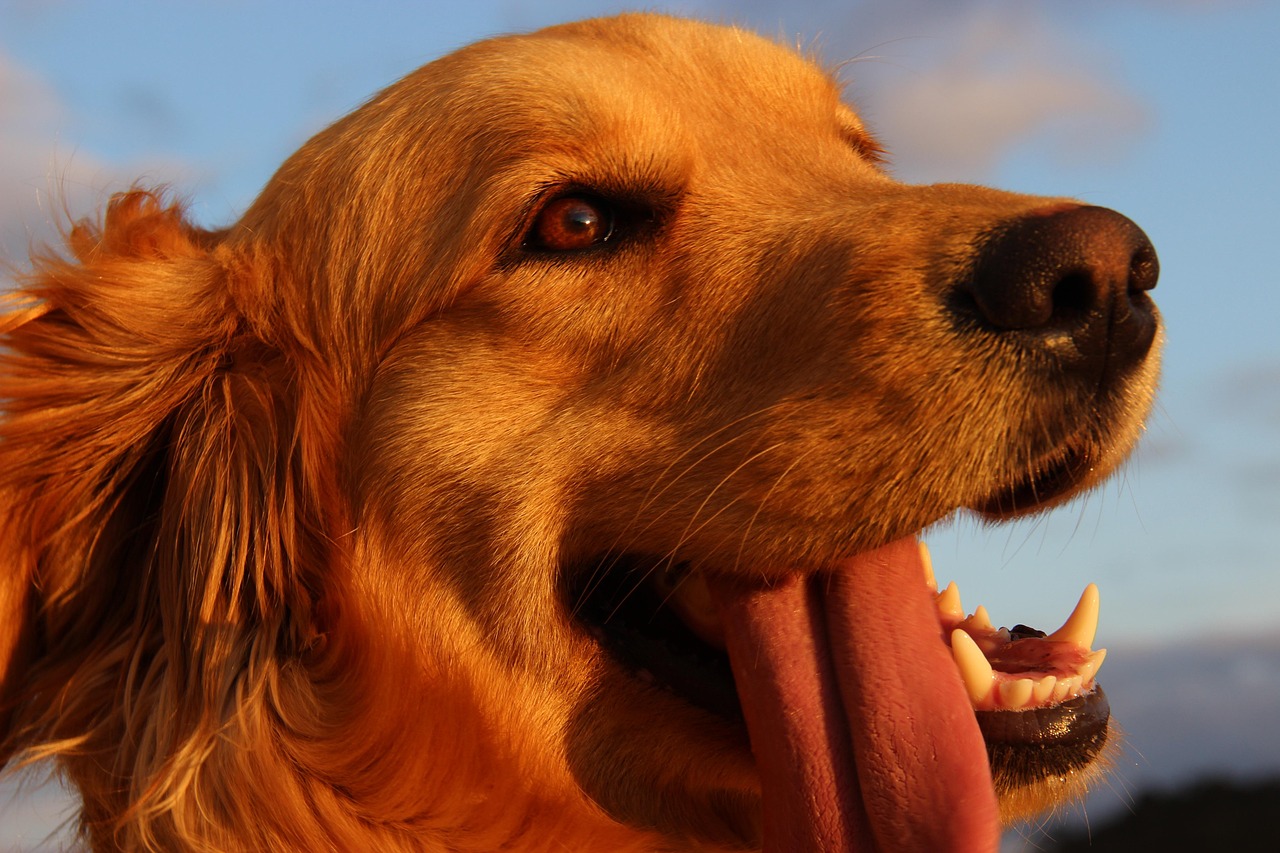 10,000+ Free Golden Labrador Retriever & Labrador Images - Pixabay