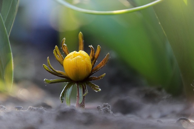 Free Flower Beautiful Flowers photo and picture