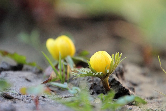Free Flower Yellow photo and picture