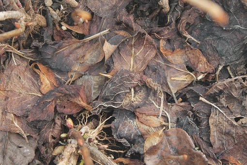 Free Dead Leaves Seasonal photo and picture