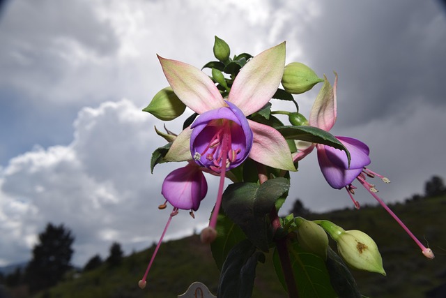 Free Flower Purple photo and picture