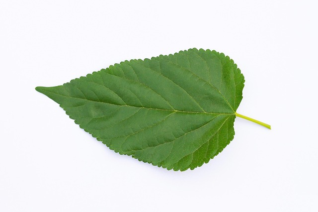 Free Object Fresh photo and picture