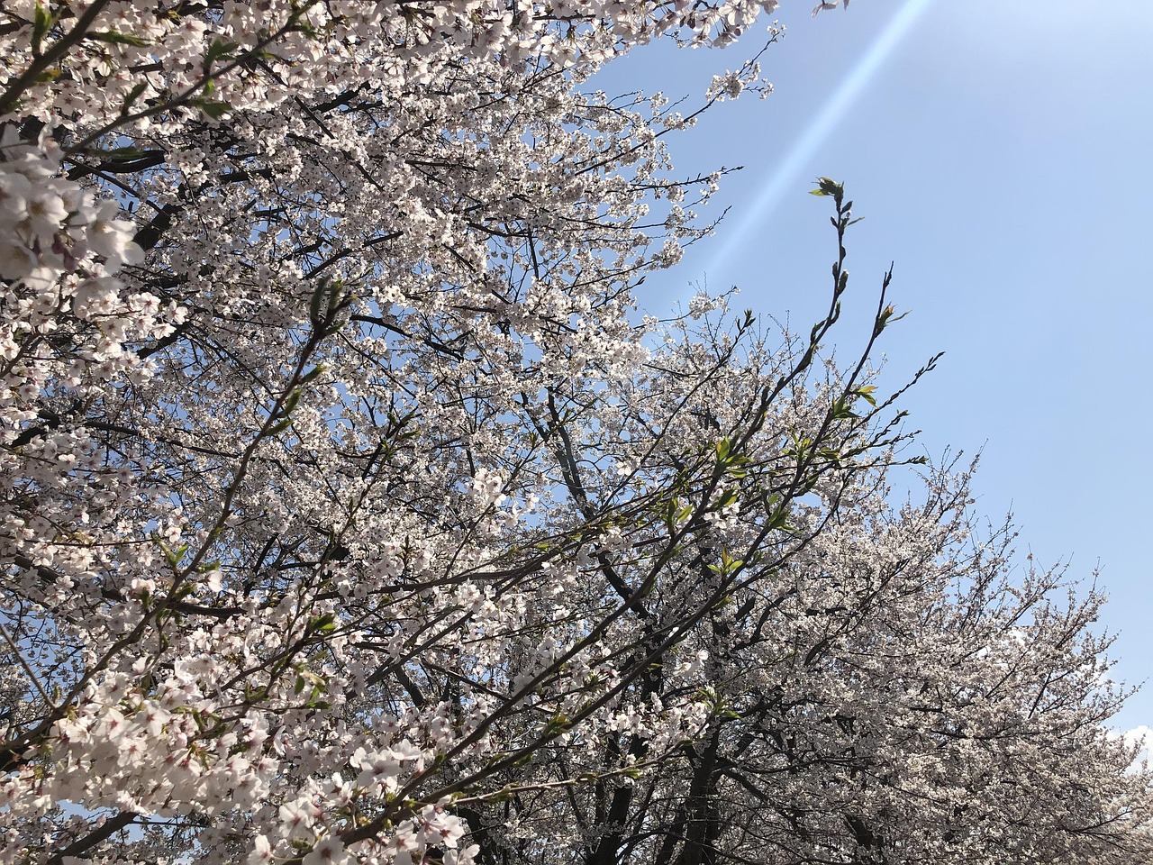 Cerisier Sakura Fleurs De - Photo gratuite sur Pixabay - Pixabay