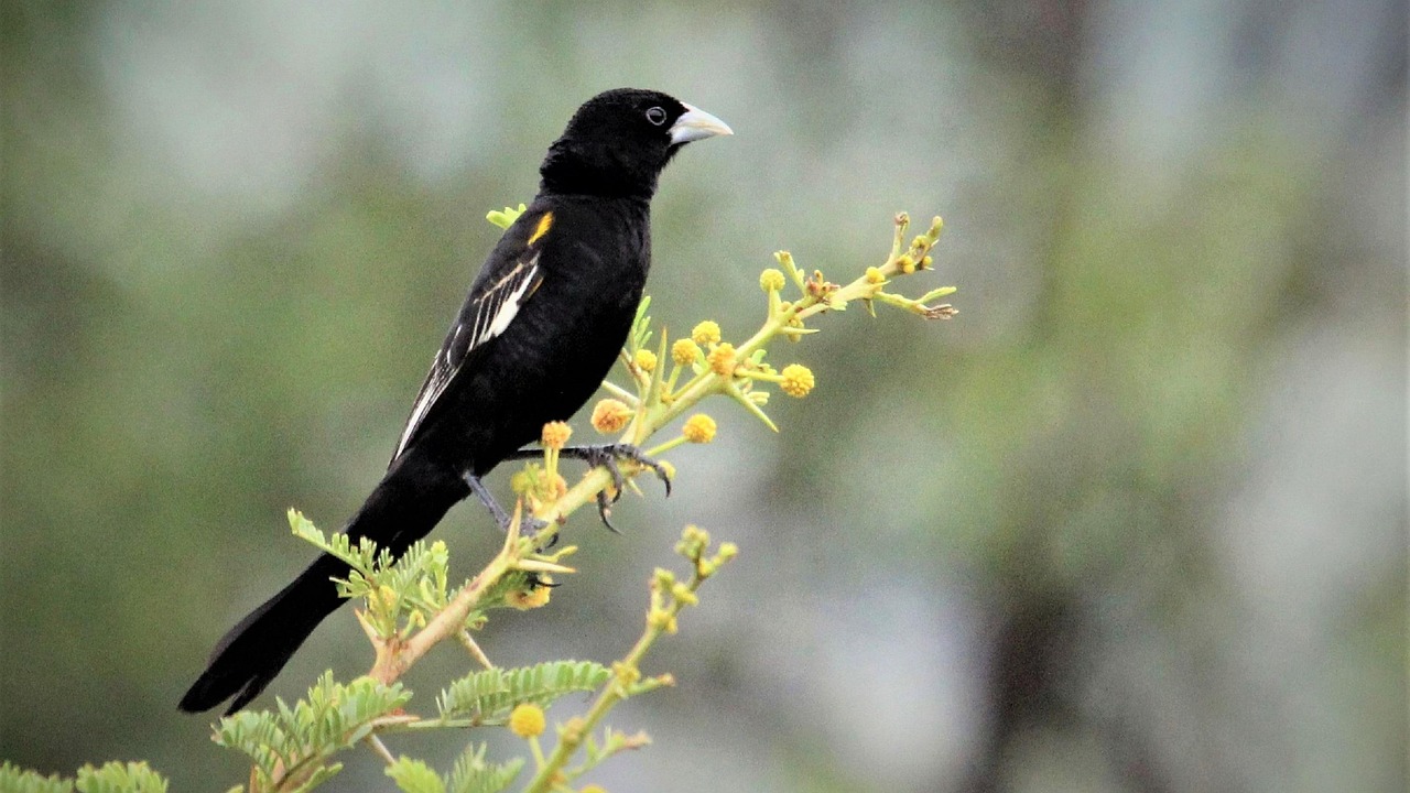 白翼のwidowbird ロングテール 自然 Pixabayの無料写真 白翼のwidowbird ロングテール 自然 Pixabayの無料写真
