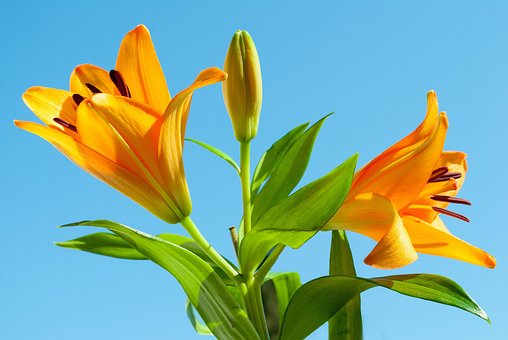 Lilje, Tiger Lily, Blomst, Liljer, Forår
