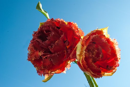Rose, Valmue, Sfære, Blomst, Blomstre