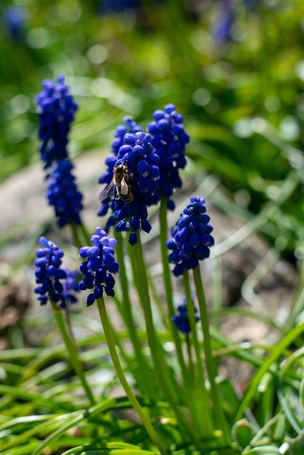 Free Spring Early Bloomer photo and picture