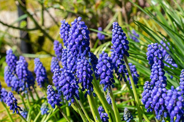 Frühling, Frühblüher, Traubenhyazinthen, Bild von Tobi J auf Pixabay Traubenhyazinthen zum Verwildern im Garten