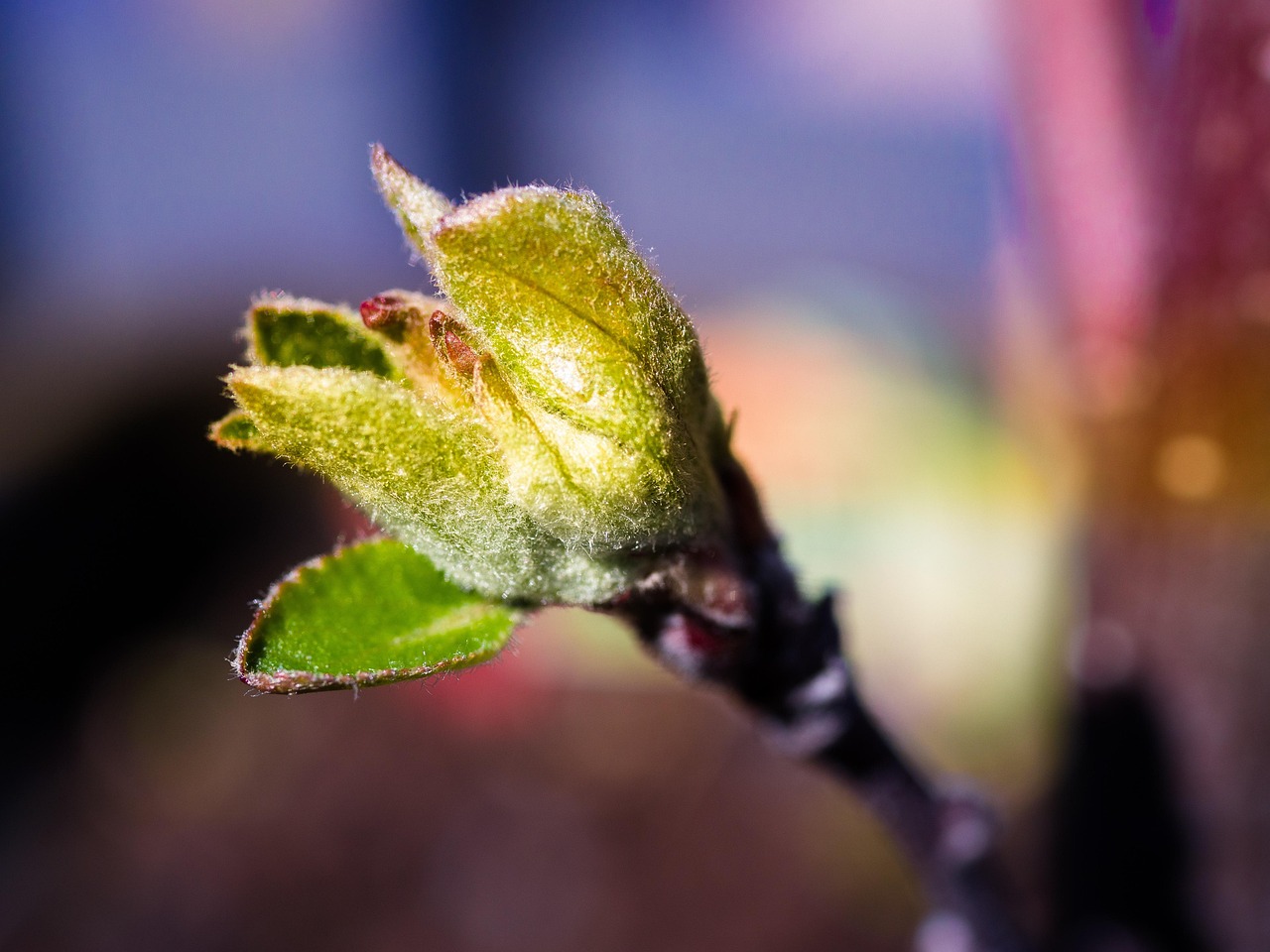 Botão De Flor A Apple - Foto gratuita no Pixabay - Pixabay