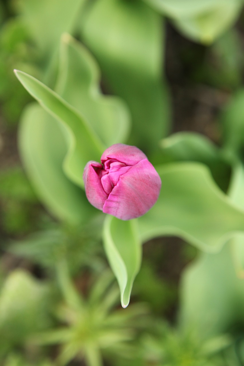 Tulipe Jardin Le Printemps Photo Gratuite Sur Pixabay Pixabay tulipe-jardin-le-printemps-photo-gratuite-sur-pixabay-pixabay