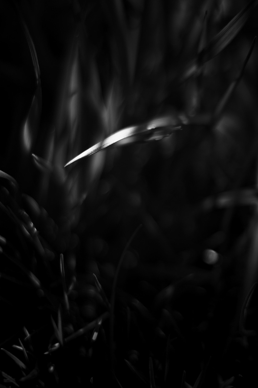 Blade Of Grass Nature Plant Free photo on Pixabay Pixabay