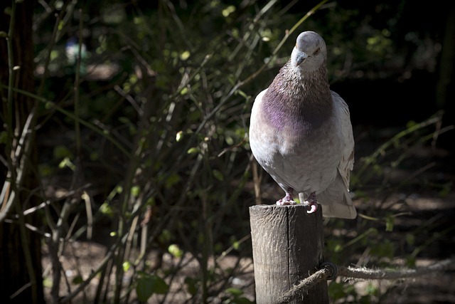 Paloma Bird Fauna - Free photo on Pixabay - Pixabay