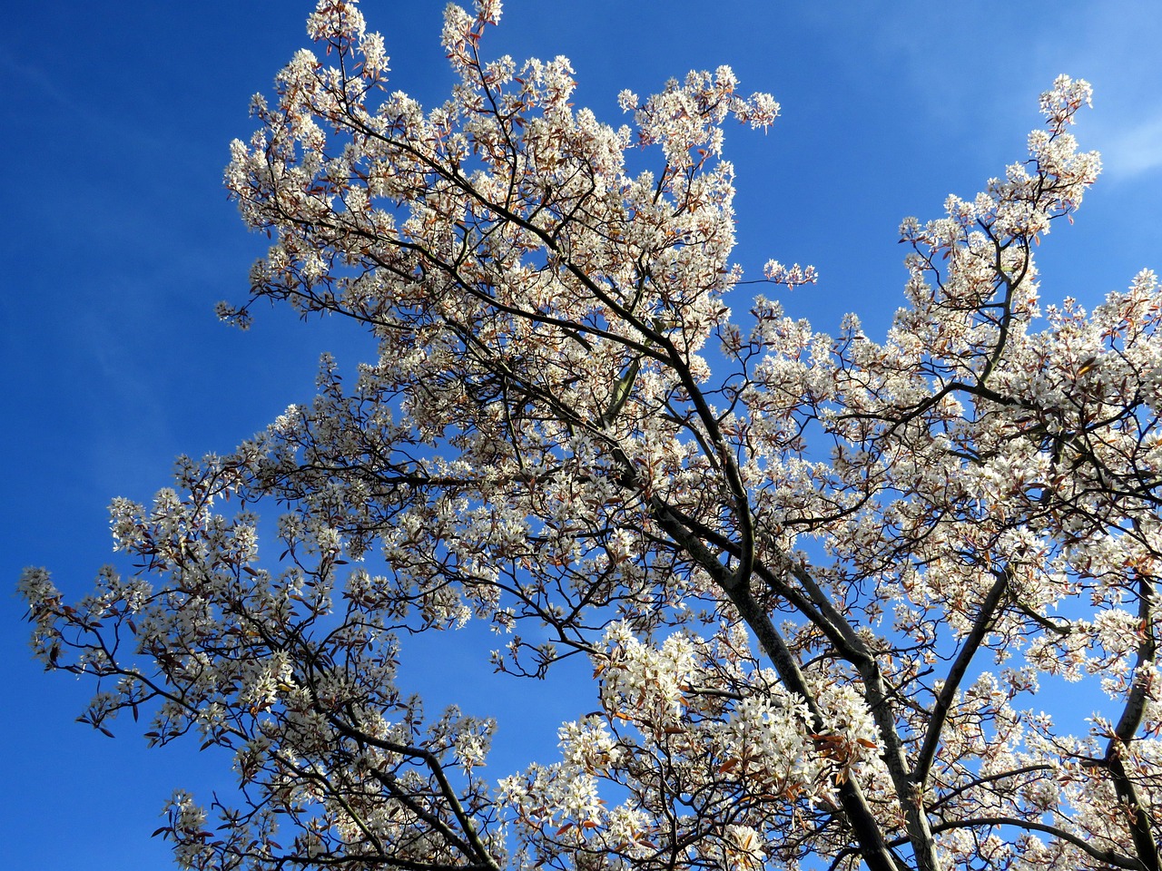 Fleurir Arbre Le Printemps - Photo gratuite sur Pixabay - Pixabay