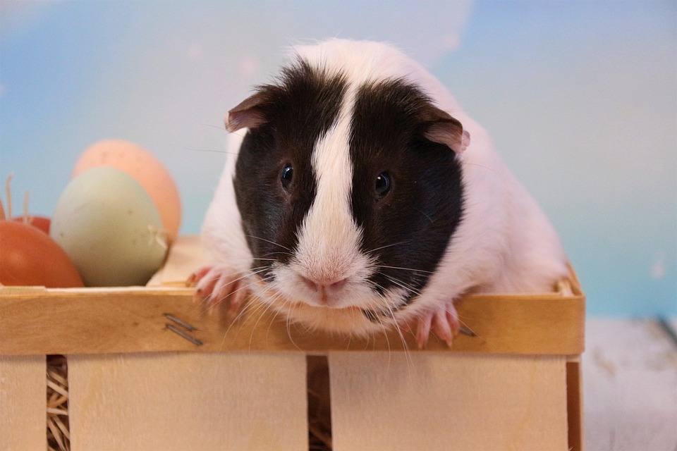 can you bathe a guinea pig with dog shampoo