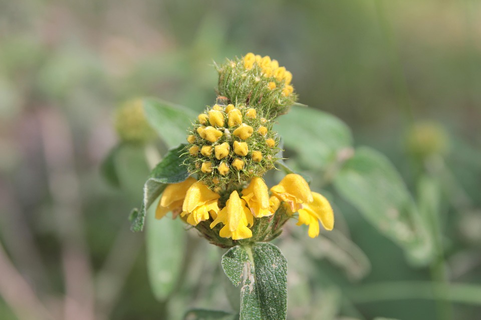 花 ハーブ Calba - Pixabayの無料写真 - Pixabay