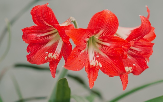 Blume, Rot, Blumentapete, Frisch