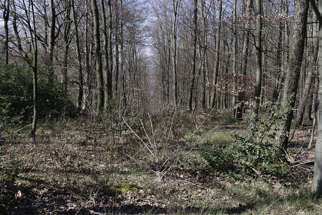 Free Forest Path photo and picture