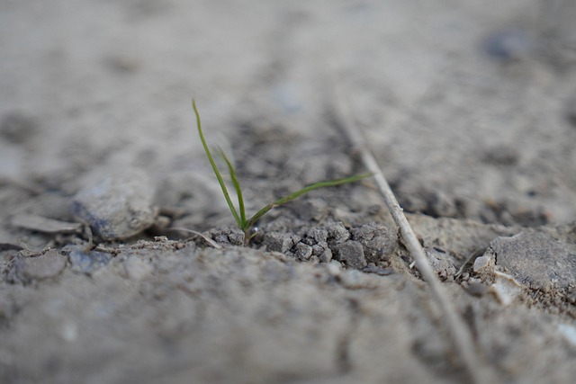 Free Plant Drought photo and picture
