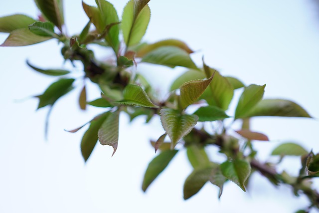 Free Plant Heaven photo and picture