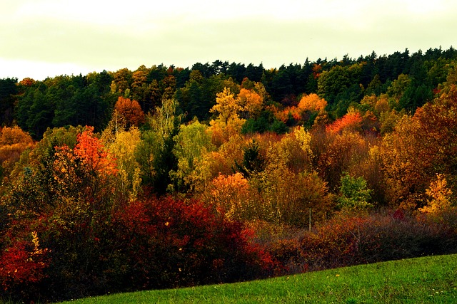 Autunno, Fogliame, Alberi, Multicolore