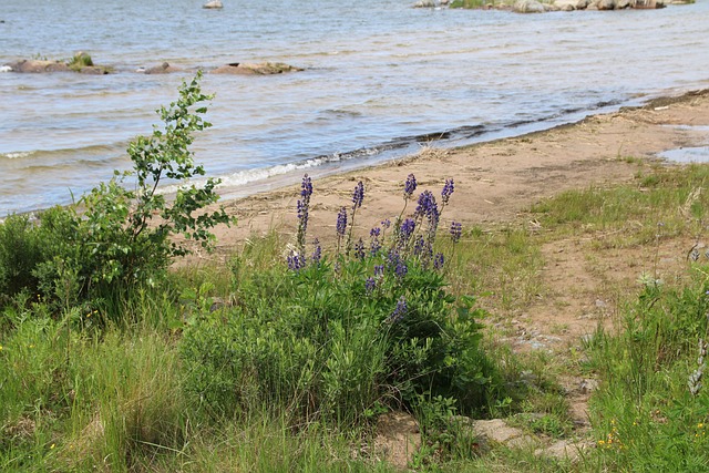 Free Beach Flowers photo and picture