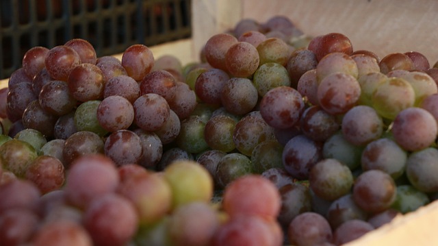Free Grape Fruit photo and picture