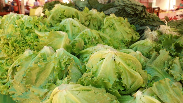 Free Lettuce Fair photo and picture